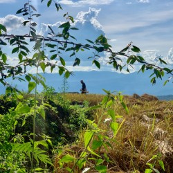 Working the Rice Fields
