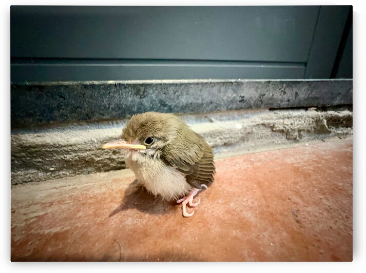 Birdie by Jimmy Roy Photos