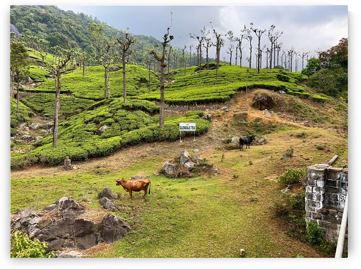 Toy Train Tea Plantations by Jimmy Roy Photos