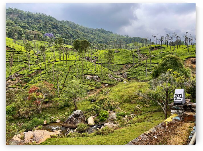 101 Tea Plantations by Jimmy Roy Photos