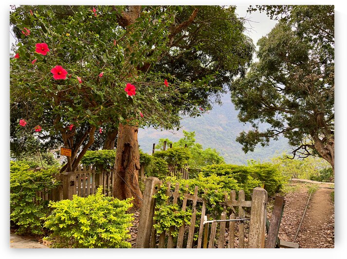 Red Flowers Gate by Jimmy Roy Photos