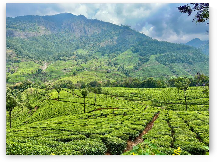 Tea Plantations 2 by Jimmy Roy Photos