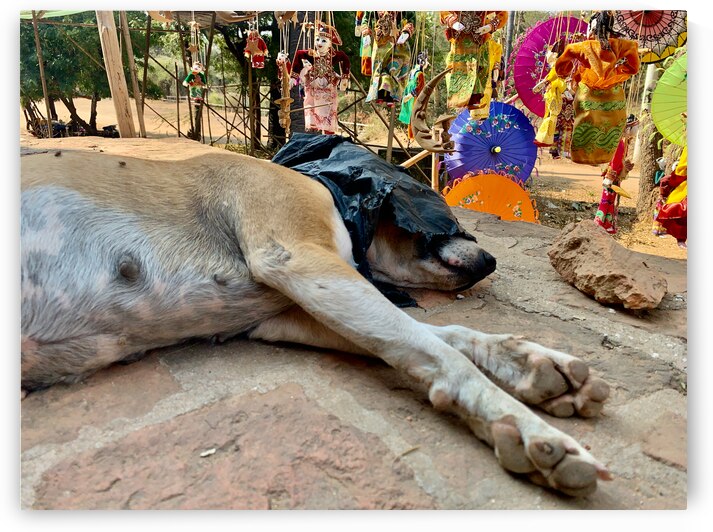 Doggie Afternoon Nap by Jimmy Roy Photos