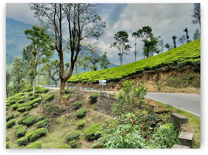 Drive Through Tea Plantations by Jimmy Roy Photos