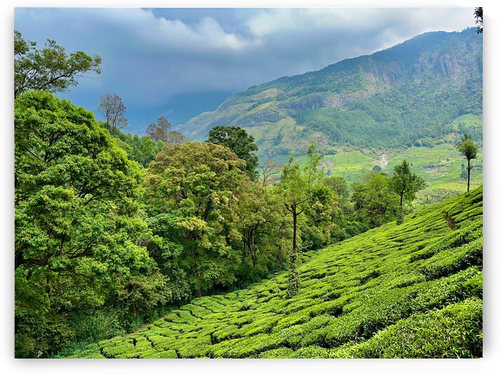 Tea Plantations 1 by Jimmy Roy Photos
