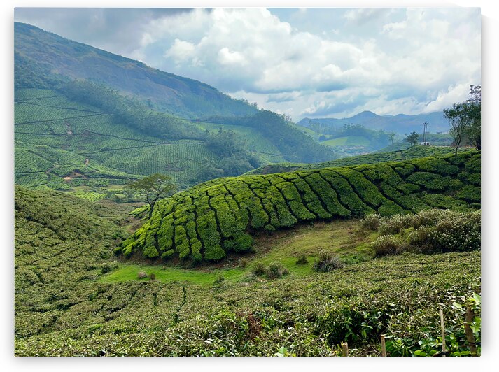 Tea Plantations 4 by Jimmy Roy Photos