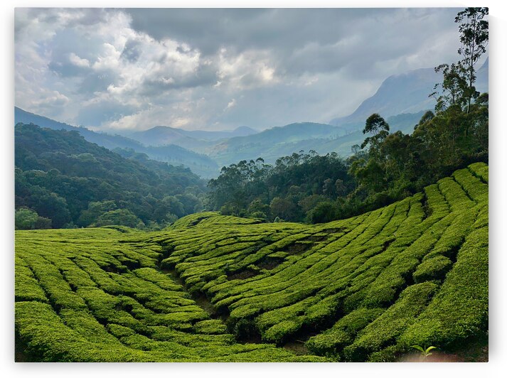 Tea Plantations 5 by Jimmy Roy Photos