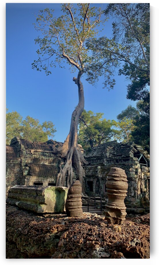 Temple Tree 2 by Jimmy Roy Photos