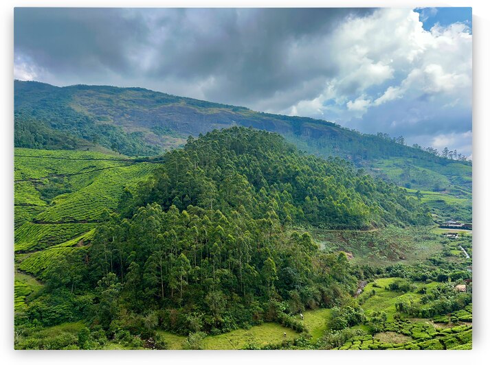 Tea Plantations 6 by Jimmy Roy Photos