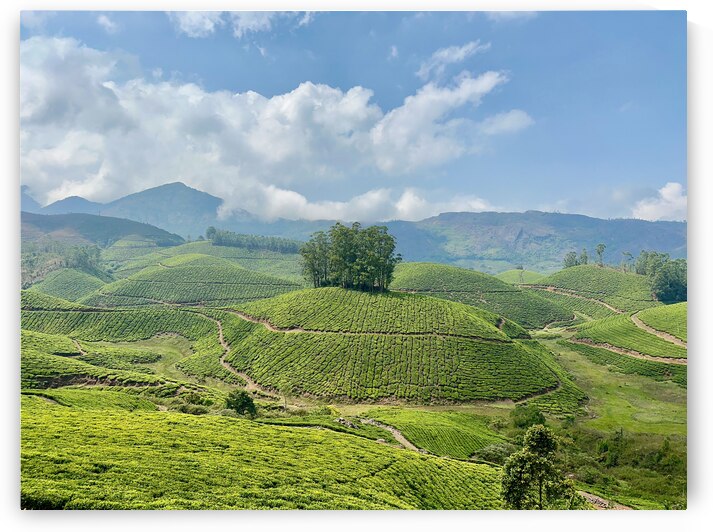 Tree Through the Tea 2 by Jimmy Roy Photos