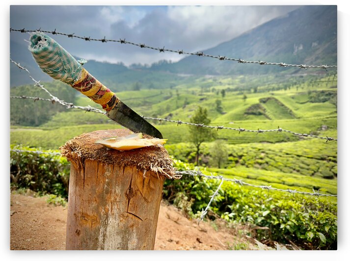 Coconut Knife by Jimmy Roy Photos
