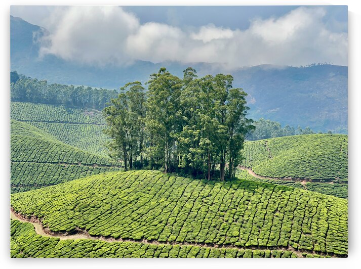 Trees Through the Tea by Jimmy Roy Photos