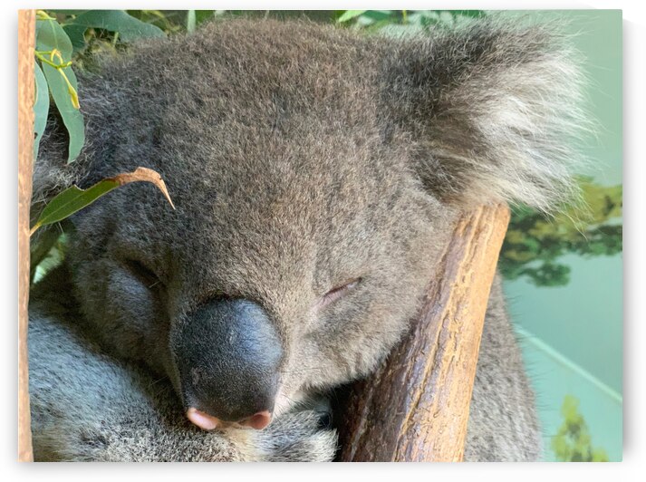 Sleep Well Koala by Jimmy Roy Photos