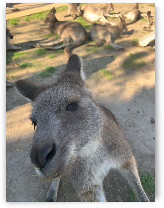 Kangaroo Selfie by Jimmy Roy Photos