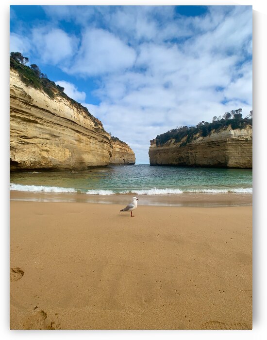 Bird on the Beach by Jimmy Roy Photos