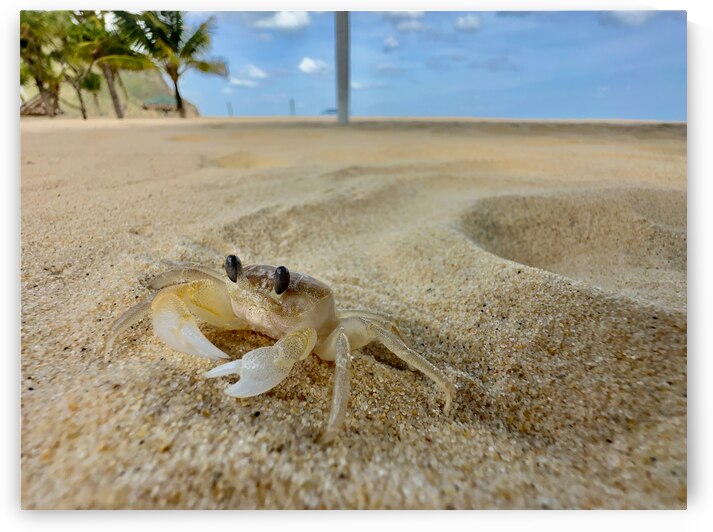 White Crab on the Beach by Jimmy Roy Photos