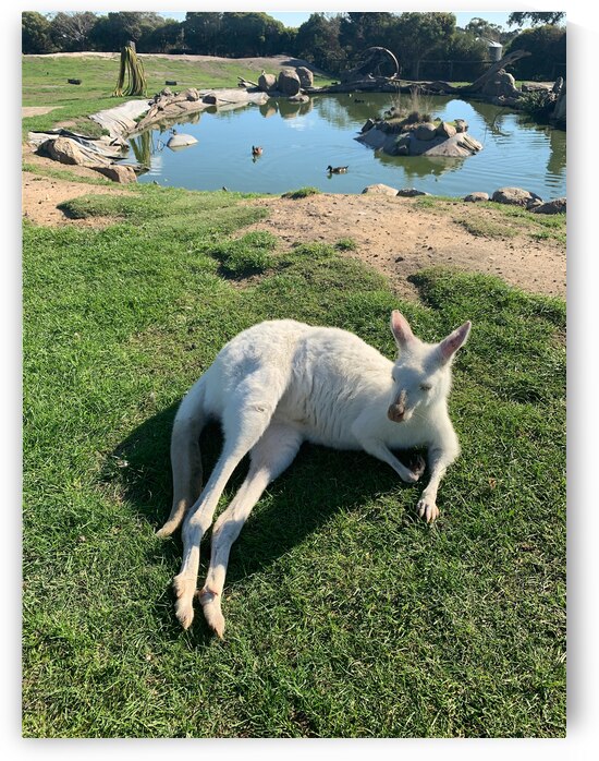 White Kangaroo Chilling by Jimmy Roy Photos