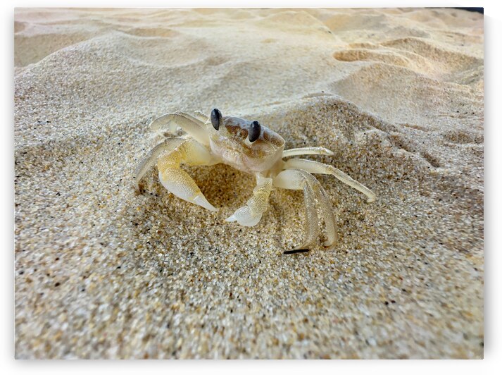 Crab on the Beach 2 by Jimmy Roy Photos