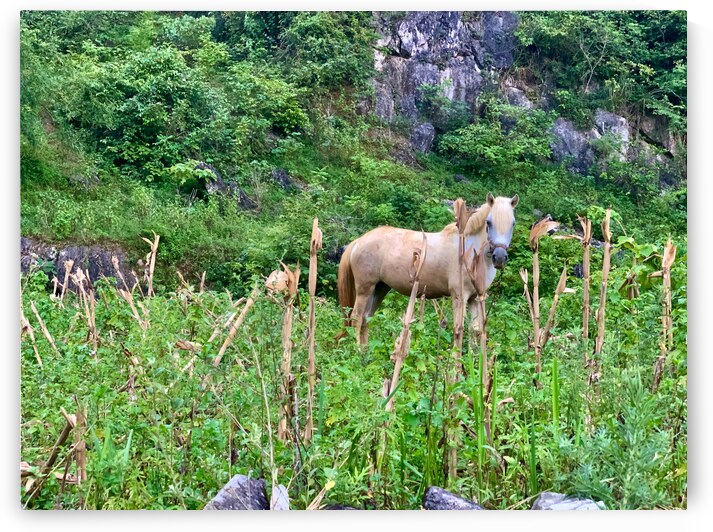 Wild Horse in the Field by Jimmy Roy Photos