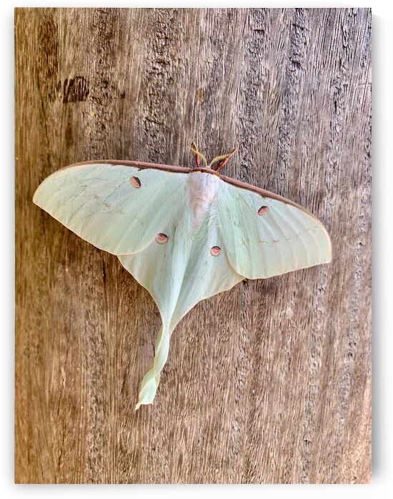White Butterfly by Jimmy Roy Photos