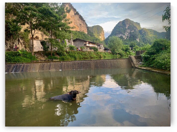 Water Buffalo Bathing by Jimmy Roy Photos