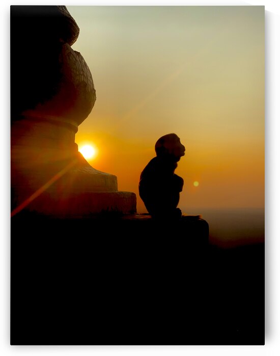 Enlightened Monkey at Sunset by Jimmy Roy Photos