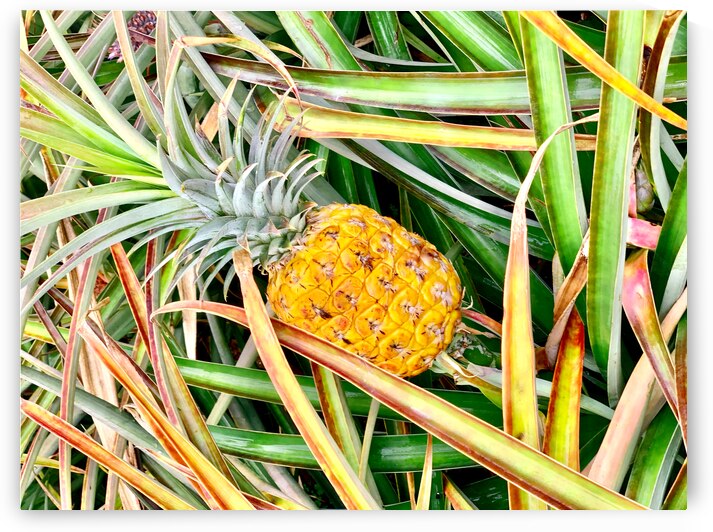 Pineapple Growing by Jimmy Roy Photos