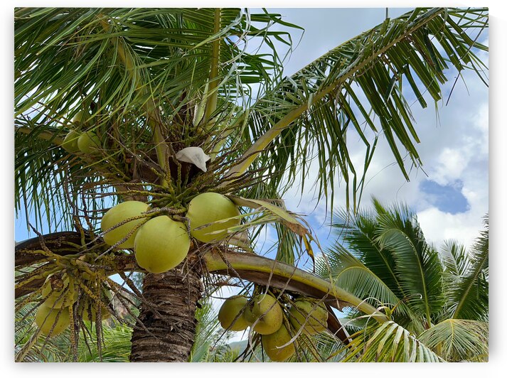 Cocunuts in the sky by Jimmy Roy Photos