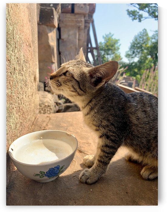 Cat Dreaming of the Future by Jimmy Roy Photos