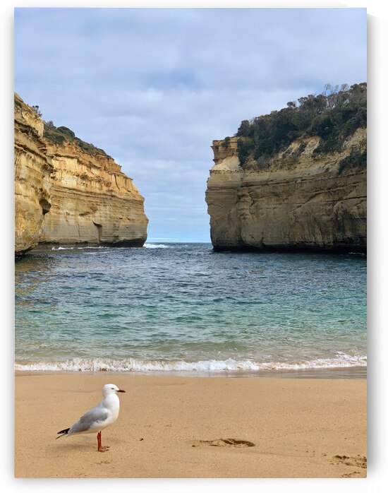 Bird on the Beach 2 by Jimmy Roy Photos