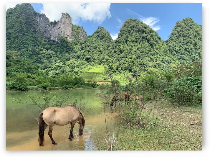 Horses in Paradise by Jimmy Roy Photos