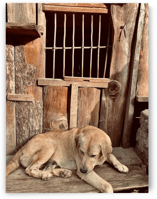 Doggy in Jail by Jimmy Roy Photos