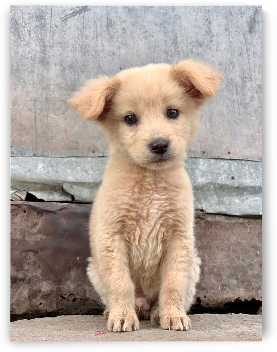 Cutest Puppy Ever Posing by Jimmy Roy Photos