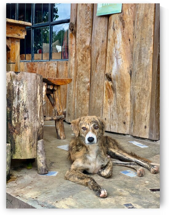 Dog Waiting by Jimmy Roy Photos