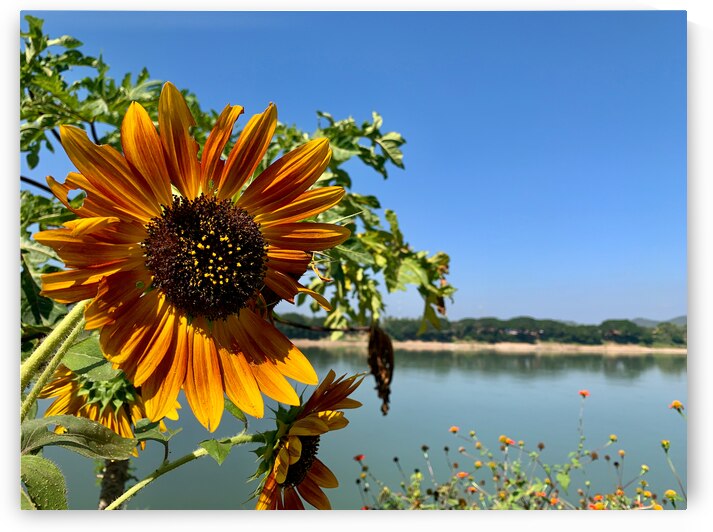 Sunflower View by Jimmy Roy Photos