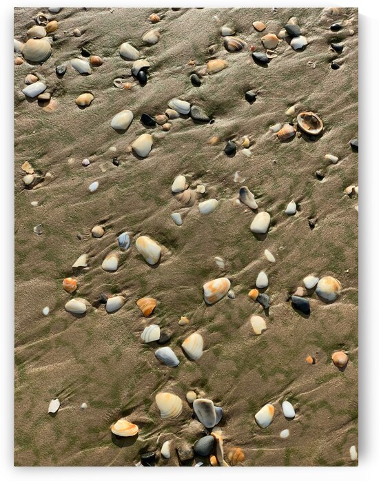 Seashells in the Sand by Jimmy Roy Photos