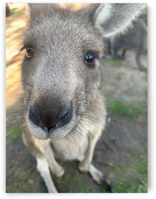 Kangaroo Close Up by Jimmy Roy Photos
