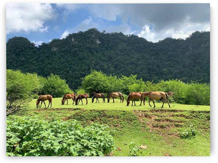 Wild horses by Jimmy Roy Photos