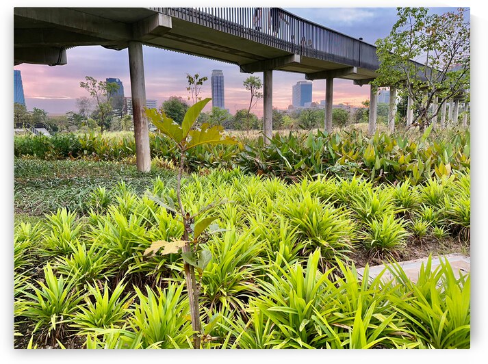 City Under the Bridge by Jimmy Roy Photos
