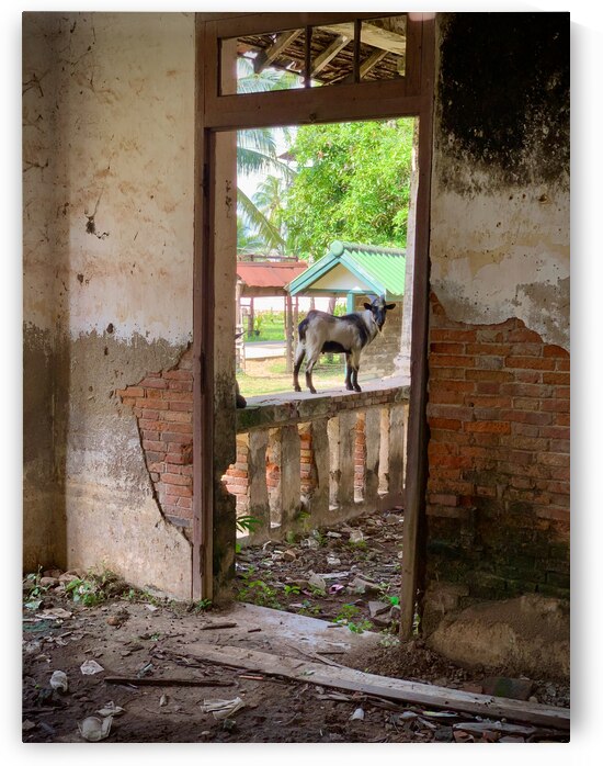 Goat by the Door by Jimmy Roy Photos