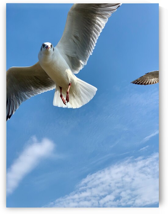 Seagull Look by Jimmy Roy Photos