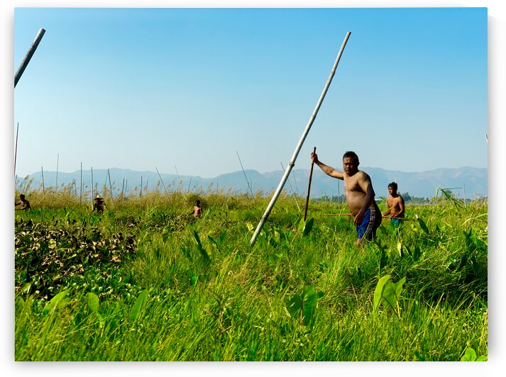 Working in the Field by Jimmy Roy Photos