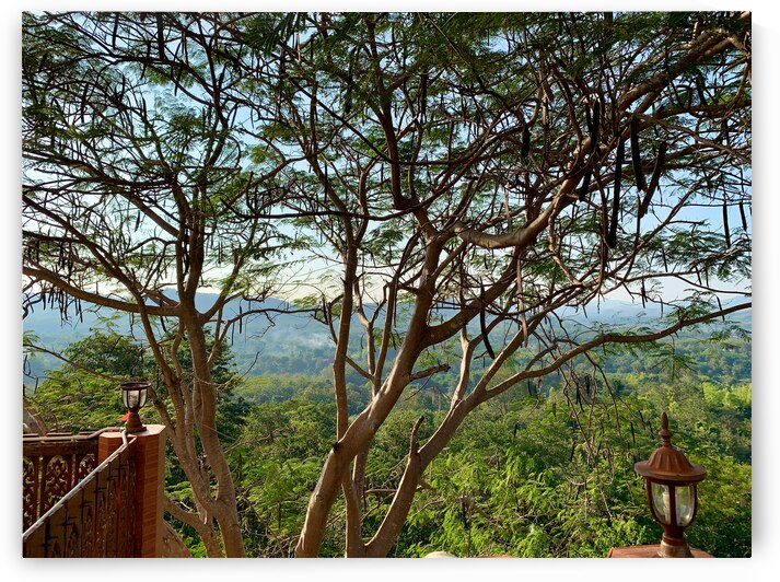 The Tree by Jimmy Roy Photos