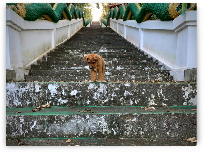 Puppy Walking Down by Jimmy Roy Photos