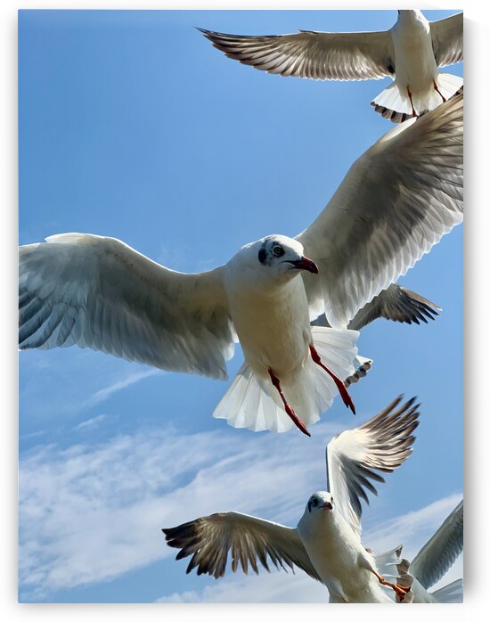 Seagull Look 2 by Jimmy Roy Photos