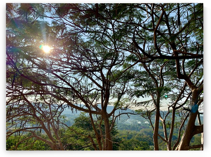 Sun Through the Tree by Jimmy Roy Photos