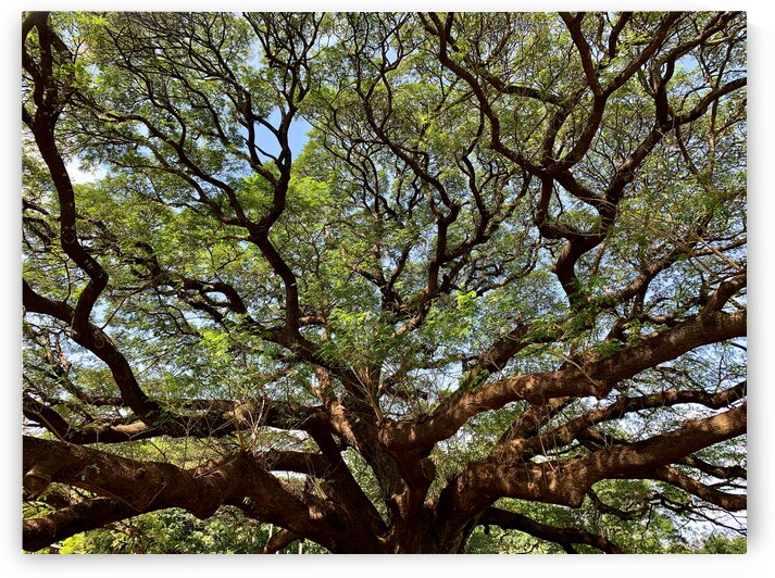 All the Branches by Jimmy Roy Photos