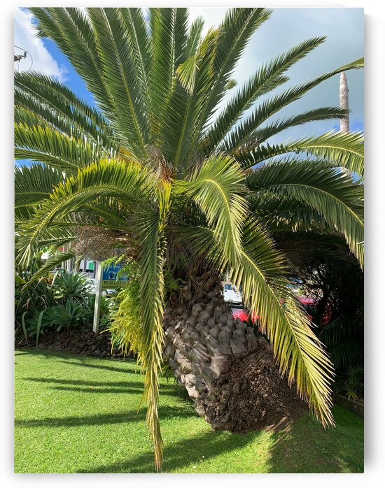 Baby Palm Tree by Jimmy Roy Photos