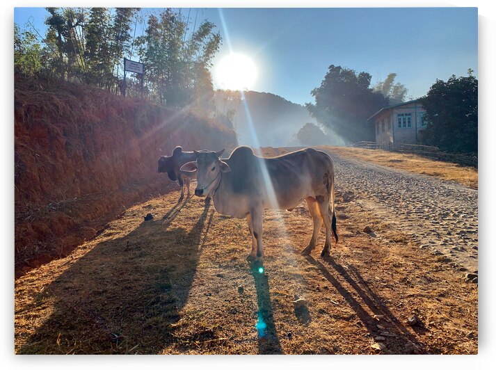 Cows in the Sun by Jimmy Roy Photos