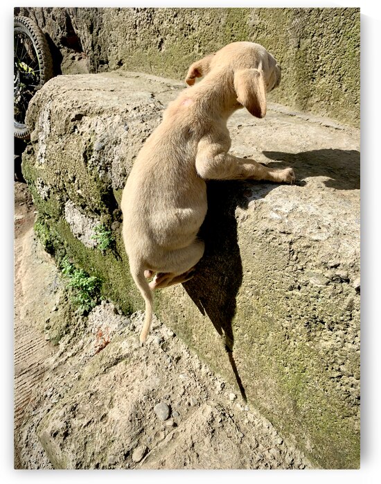 Puppy s efforts by Jimmy Roy Photos